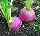 growing turnips how to grow turnips
